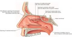 the anterior portion of the inferior nasal meatus