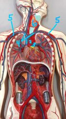 Veins of thorax
1. superior vena cava
2. aorta
3. pulmonary trunk
4. brachiocephalic veins
5. subclavian veins (from arms)
6. thyroid gland