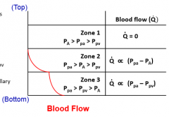 gravity on blood pulls down
transmural pressure
 
zone 2: alveoli partially collapses so 
zone 1: alveolar pressure higher than Pa