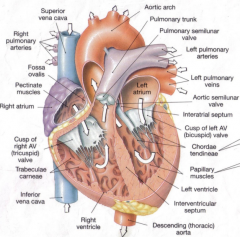 -mitral (bicuspid) valve
-chordae tendineae
-papillary muscles (2)
-trabeculae carneae
-pumps blood through aortic semilunar valve into aortic arch
-very thick walls