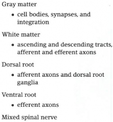 mixed spinal nerve - carries afferent and efferent info, sensory and muscle