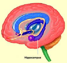 describe the roll of the hipocampus in epilepsy
