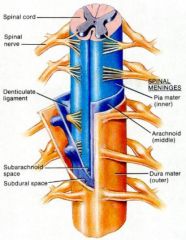 The dural sac is everything the dura envelops, runs down to S2:
Dura is outer layer, Arachnoid inside this adjoining it.  CSF sits between arachnoid and pia.  Pia coats the spinal column which floats in dural sac. dura (& its layers) covers the sp...