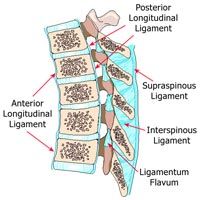 ant & post longitudinal are on each side of vertebral body. 
supra spinous, interspnous and ligamentum flavum are crossed by needle.