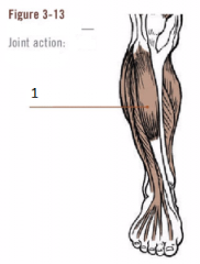 1. Name muscle
2. Joint action
