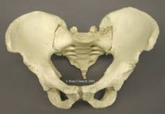 Human Pelvic Shape