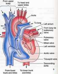 -tricuspid
-pulmonary
-mitral
-aortic