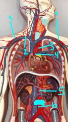 Thoracic Arteries
1. subclavian arteries
2. brachiocephalic artery
3. aortic arch
4. ascending aorta (from heart
5. descending (thoracic) aorta
Blue: diaphragm
6. abdominal aorta passing through diaphragm
