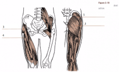 1. Name muscles 1 - 4
2. Joint action