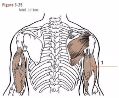 1. Name muscle
2. Joint action