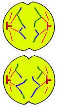 Which phase of meiosis is pictured?