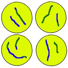 Which phase of meiosis is pictured?