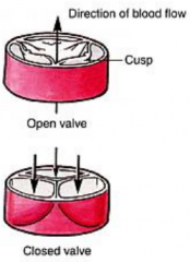 prevents blood from backflowing from aorta into left ventricle
 
-contains 3 cusps
