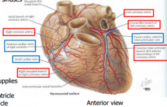 -Supply heart tissue itself
-1st branch of aorta
-Arises from aortic sinuses