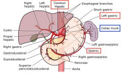 The coeliac artery branches off the aorta. It splits into branches, the splenic, proper hepatic, and gastric arteries. 