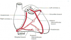 Coronary circulation is extremely variable in detail. In most cases, the right and left coronary arteries share equally in blood supply to the heart. In ~15% of hearts, the left coronary artery is said to be dominant in that the posterior interven...