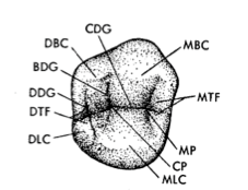 Describe Primary Maxillary First Molar 