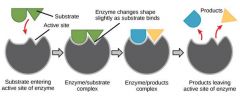 

The substrate has a complementary shape to the enzymes active site, but the enzyme can change shape slightly to accommodate the substrate molecule