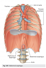 Emerging right crus of diaphragm usually at level V 12
Passes from esophageal hiatus to cardial office of stomach just left midline 
(See diagram drawn, organ notes) 

Innervation
> anterior and posterior ends esophagus innervated by left and r...