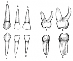 Describe roots of Primary teeth 