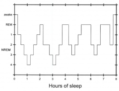 8 hour sleep cycle


 