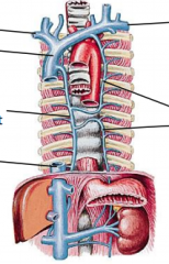 -brachiocephalic v


-superior vena cava


-azygos v (drains right thorax)


-hemiazygos v (drains left thorax)


-inferior vena cava