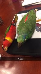 parrots           