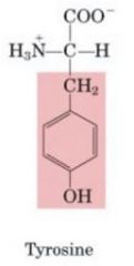 1. Polar
2. Phenylalanine with a OH group added on too the carbon furthest from the CH2 group.
3. 
4. Tyr
5. Y