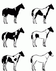 White markings cross over back; Head markings are usually like that of a solid-colored horse.
