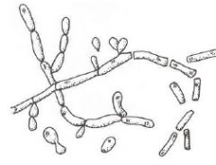 Trichosporon spp.
- oval budding yeast cells