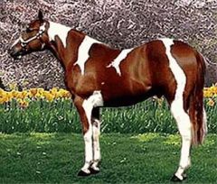 White markings cross the back between the withers and the tail.