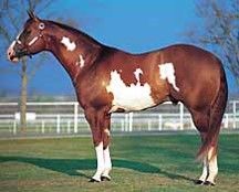 White markings do NOT cross the back between the withers and the tail.