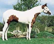 A combination of both tobiano and overo patterns.