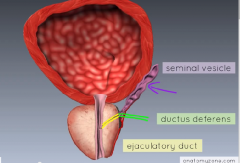within the prostate in the ejaculatory duct
starts at the end of seminal vesicle and DD
end at the prostatic urethra tube