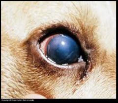 Petechia
Lethargy, depression
Pale MM
vomiting
anorexia
Corneal opacity "Blue eye"
hemorrhagic diarrhea