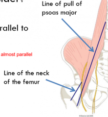 Role of recruited muscle: 
-prime mover 
Stabilizing the hip joint: 
-any muscle with a line of pull parallel to neck of femur 
-iliopsoas, pectineus