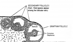 - like 1° follicle but has fluid filled space (antrum)

- cumulus oophorus (The oocyte and the follicular cells immediately surrounding)
