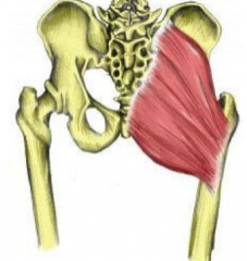 O: gluteal surface of ilium posterior to the posterior gluteal line, posterior iliac crest, posterior sacrum,  sacrotuberous ligament
I: iliobial tract, gluteal tuberosity of femur 
A: hip extension & lateral rotation