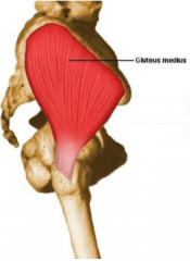 O: gluteal surface of the ilium between the posterior and anterior gluteal lines 
I: greater trochanter of the femur 
A: Hip abduction & medial rotation