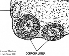 - follicular cells left behind after ovulation

- will become corpus albicans after 2 weeks (if no fertilization, hCG)

- if they are maintained then the ovary will stay in a reproductive state