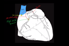   The right coronary artery 

(RCA)

gives rise to anterior right atrial branch, immediately after leaving the ascending aorta.   