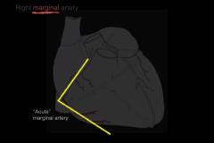 The right marginal artery is also known as the acute marginal artery.