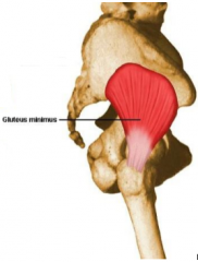 O: gluteal surface of the ilium between the anterior and inferior gluteal lines 
I: greater trochanter of the femur 
A: hip abduction & medial rotation