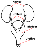 what is the function of the urinary system