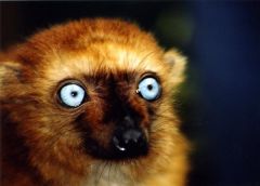 Blue-Eyed Lemur