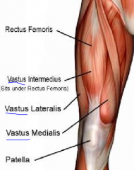 -Rectus femoris 
-Vastus lateralis 
-Vastus medialis 
- Vastus intermedius
