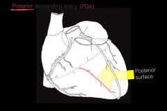 The posterior descending artery supplies both the ventricles.

NOTE: It then anastomoses with the circumflex artery from the left coronary artery.