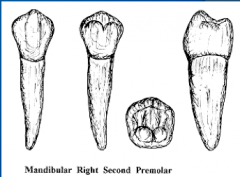 What are the features of Premolars?