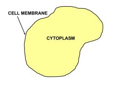 cytoplasm