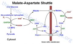 OAA to malate (which cross inner mitochondrial membrane) to OAA => generates one NADH, the H+ is carried across by malate/a-KG BUT you need to transfer OAA back across the membrane or the cycle will stop